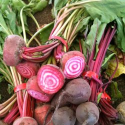 Rdbede <br>'Chioggia'<br><i>Beta vulgaris</i>