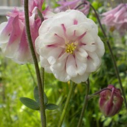 Akeleje <br> 'Pink Petticoat'<br><i>Aquilegia vulgaris </i>