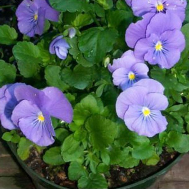 Hornviol <br>'Perfection Blue'<br><i>Viola cornuta</i>