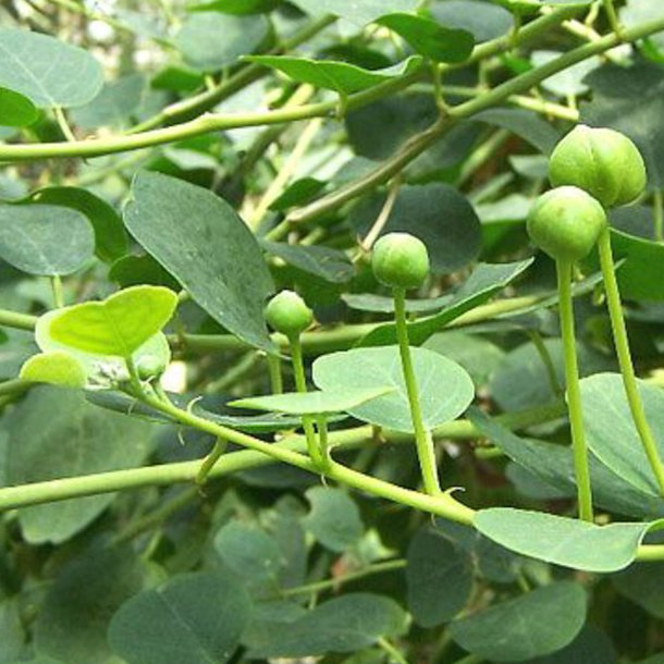 Kapers <br><i>Capparis spinosa </i><br><br>