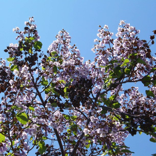 Kejsertr <br><i>Paulownia <br>tomentosa</i>