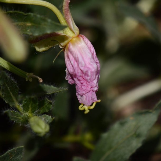 Natlys <br>'Innocent White' <br><i>Oenothera pallida</i>