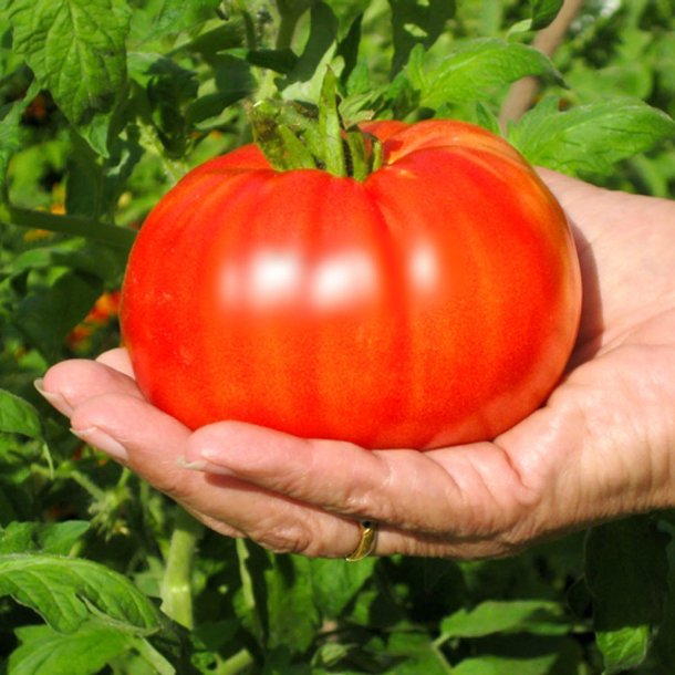 Tomat <br>'Beefsteak' <br><i>Lycopersicon esculentum</i>
