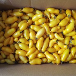 Tomat <br>'Banana Legs'<br><i>Lycopersicon esculentum</i>