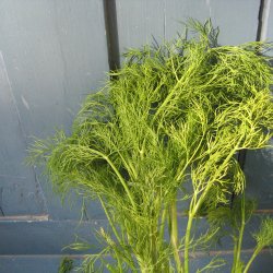 Dild <br>'Superdukat'<br><i>Anethum graveolens </i>