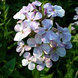 Natviol, <br>Velduftende aftenstjerne <br>'Mix' - <br><i>Hesperis matronalis </i>