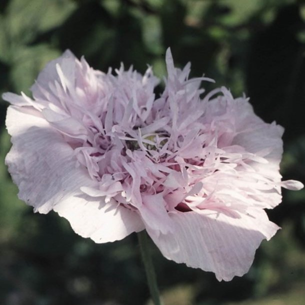 Valmue <br>'Lilac Pompon'<br><i>Papaver somniferum laciniata</i>