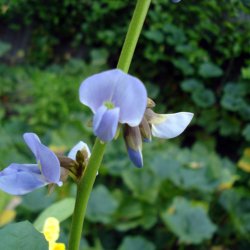 Jicama, <br>Mexikansk yamsbnne <br><i> Pachyrhizus erosus</i>