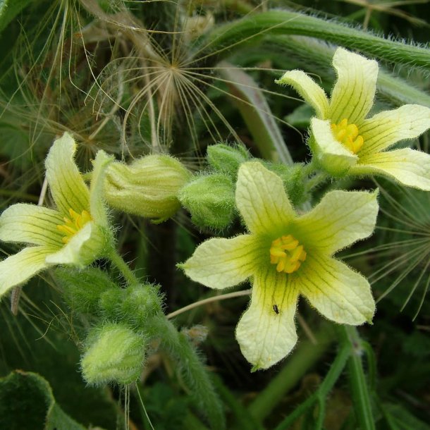 Agurk, <br>sel- <br><i>Ecballium elaterium</i>