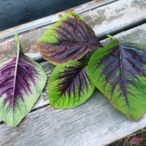Amarant, Kinesisk <br>Callaloo, Kinesisk spinat <br><i>Amaranthus tricolor</i>