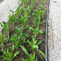 Puntarelle di Galatina, <br>Cikoriesalat<br><i>Cichorium intybus</i>