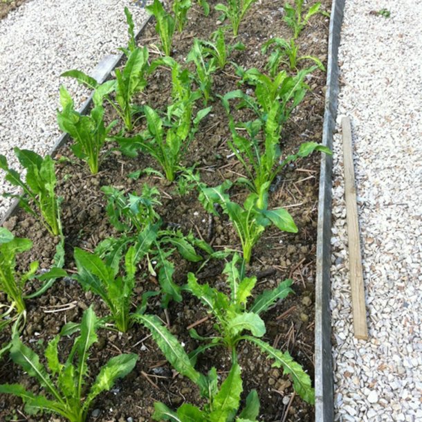 Puntarelle di Galatina, <br>Cikoriesalat<br><i>Cichorium intybus</i>