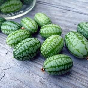 Agurk, <br>Jungle- <br><i>Melothria scabra</i>