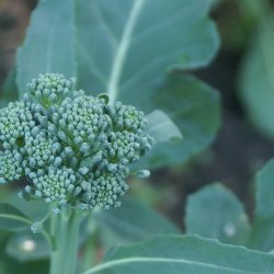 Broccoli, Calabrese <br><i>Brassica oleracea var. italica</i>