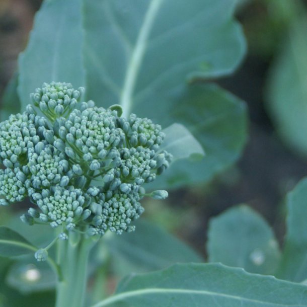 Broccoli, Calabrese <br><i>Brassica oleracea var. italica</i>