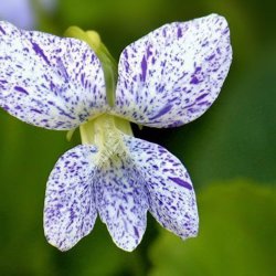 Viol, Pinse- <br>'Freckles' <br><i>Viola sororia </i>