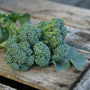 Broccoli, Calabrese <br><i>Brassica oleracea var. italica</i>