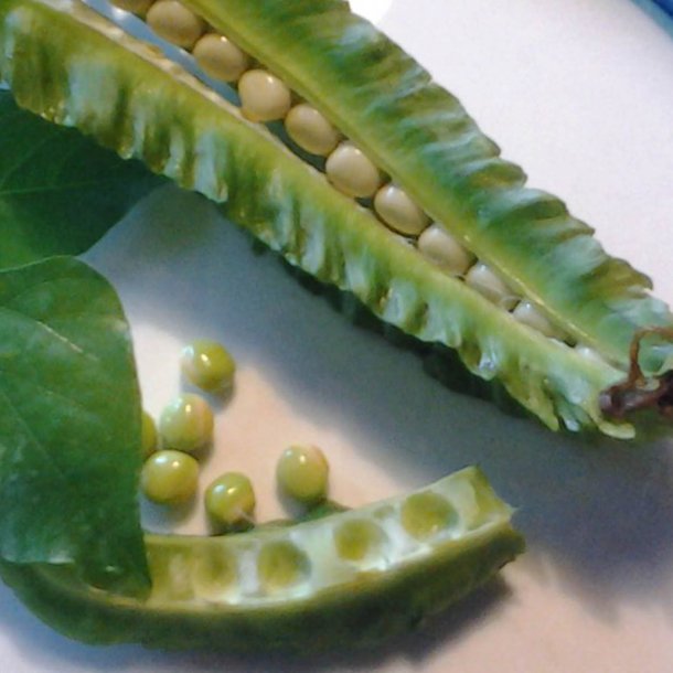 Goabnne, stjernebnne <br><i>Psophocarpus tetragonolobus</i>