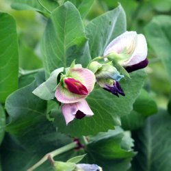 rt 'Mix' <br><i>Pisum sativum var. sativum/macrocarpon</i> 