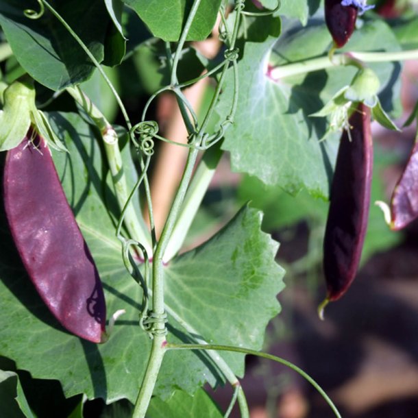 rt 'Mix' <br><i>Pisum sativum var. sativum/macrocarpon</i> 