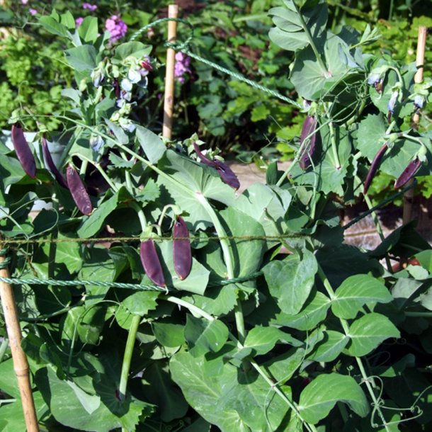 rt, Sukker- <br>'Royal Snow' <br><i>Pisum sativum var. macrocarpon</i>