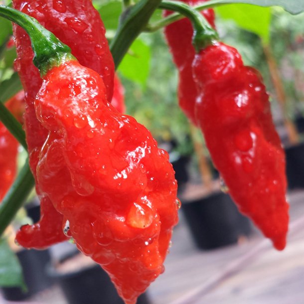 Chili 'Bhut Jolokia' <br><i>Capsicum chinense/frutescens</i>