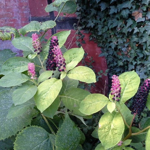 Kermesbr <br><i>Phytolacca acinosa </i><br><br>