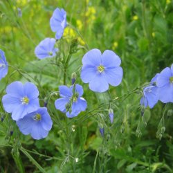 Blomstermix, <br>Romantisk<br><br>