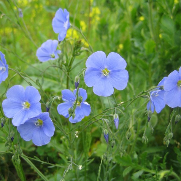 Blomstermix, <br>Romantisk<br><br>