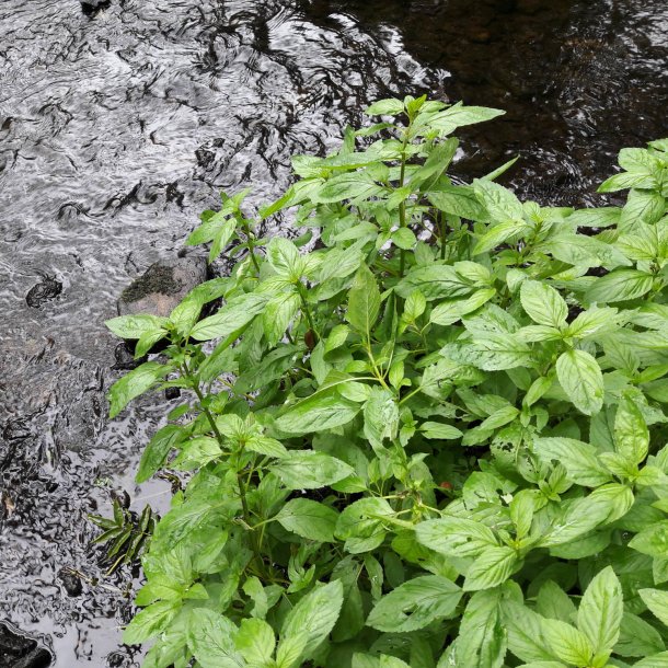 Mynte, <br>Vand- <br><i>Mentha aquatica </i>