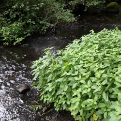 Mynte, <br>Vand- <br><i>Mentha aquatica </i>