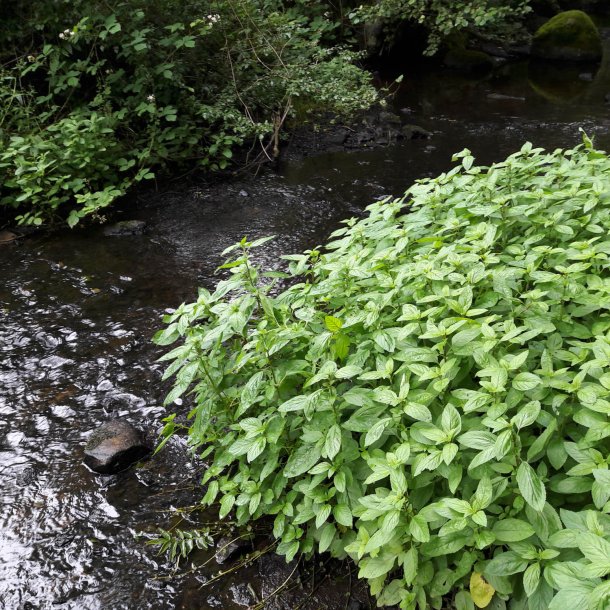 Mynte, <br>Vand- <br><i>Mentha aquatica </i>