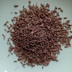 Kommen <br><i>Carum carvi</i><br><br>