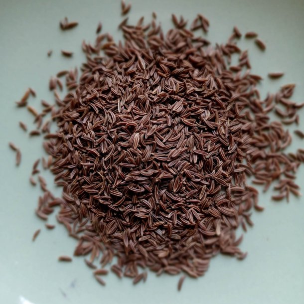 Kommen <br><i>Carum carvi</i><br><br>