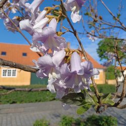 Kejsertr <br><i>Paulownia <br>tomentosa</i>