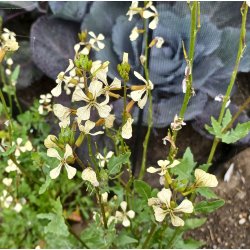 Rucola <br><i>Eruca sativa</i><br><br>
