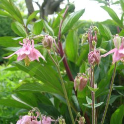 Akeleje <br>'Mix' <br><i>Aquilegia vulgaris </i>