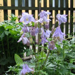 Akeleje <br>'Mix' <br><i>Aquilegia vulgaris </i>