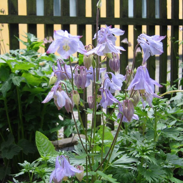 Akeleje <br>'Mix' <br><i>Aquilegia vulgaris </i>