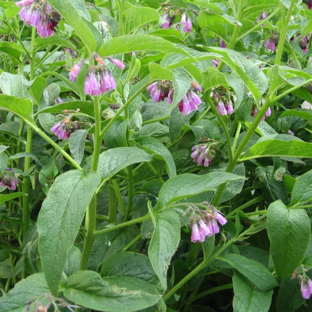 Kulsukker, <br>Lge- <br><i>Symphytum officinale</i>