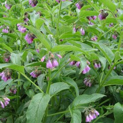 Kulsukker, <br>Lge- <br><i>Symphytum officinale</i>