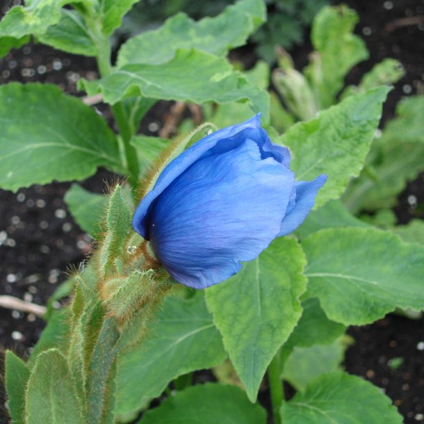 Valmues�ster, <br>Tibets bl� valmue<br><i>Meconopsis betonicifolia</i>