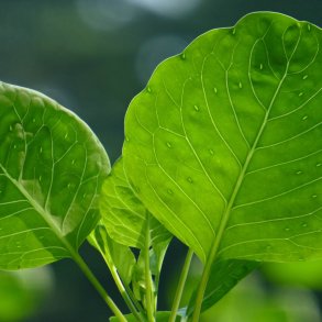 Papalo, <br>quillquina <br><i>Porophyllum ruderale</i>