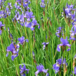 Iris, <br>Sibirisk <br><i>Iris sibirica </i>
