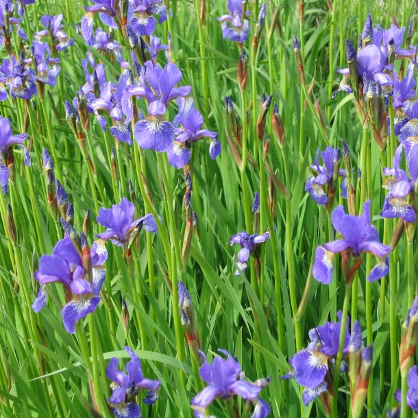 Iris, <br>Sibirisk <br><i>Iris sibirica </i>