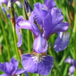 Iris, <br>Sibirisk <br><i>Iris sibirica </i>