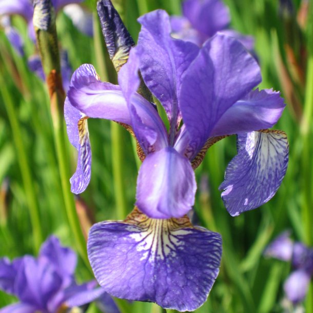 Iris, <br>Sibirisk <br><i>Iris sibirica </i>