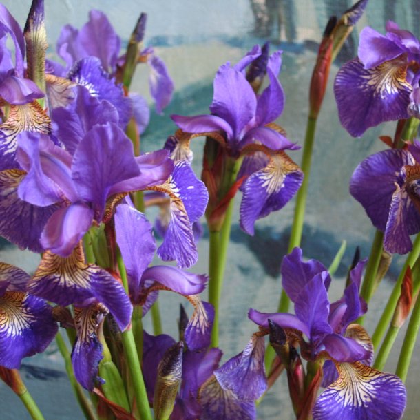 Iris, <br>Sibirisk <br><i>Iris sibirica </i>