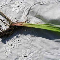 Iris, <br>Sibirisk <br><i>Iris sibirica </i>