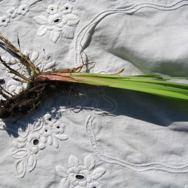 Iris, <br>Sibirisk <br><i>Iris sibirica </i>